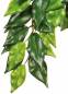 Preview: Exo Terra Rainforest Hanging Plants Ficus